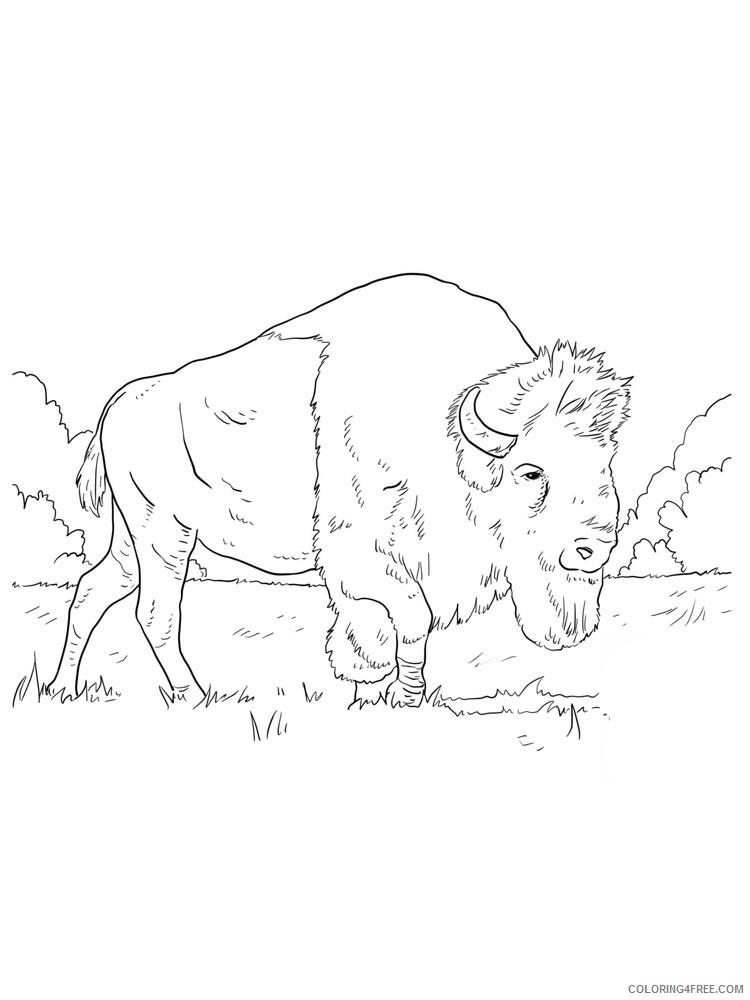 Bison Coloring Pages Animal Printable Sheets bison 7 2021 0525 Coloring4free