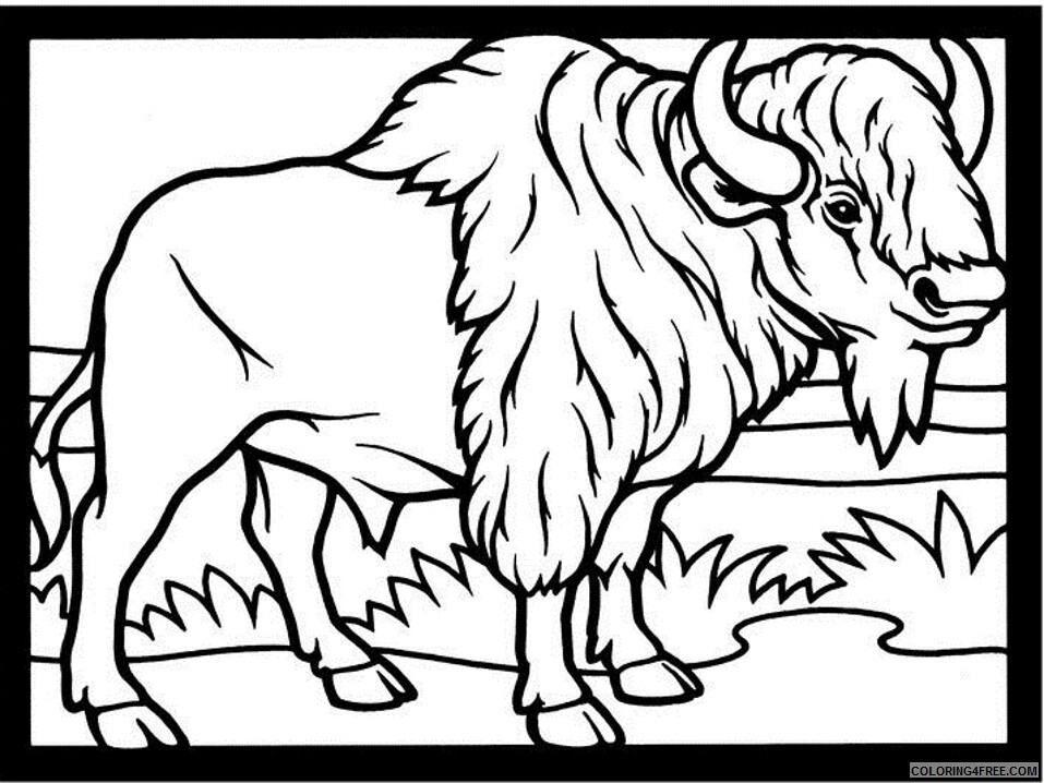 Bison Coloring Pages Animal Printable Sheets bison3 2021 0504 Coloring4free