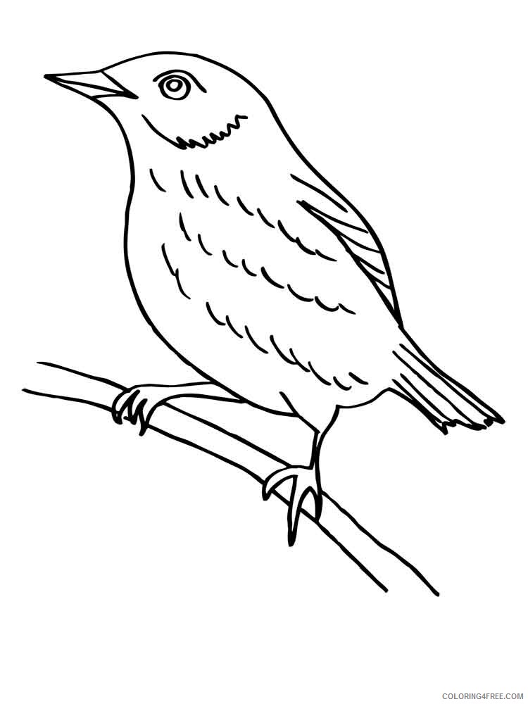 Blackbird Coloring Pages Animal Printable Sheets Blackbird birds 1 2021 0531 Coloring4free