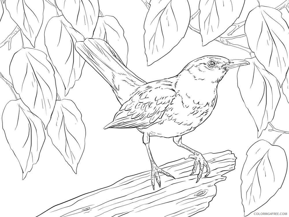 Blackbird Coloring Pages Animal Printable Sheets Blackbird birds 5 2021 0533 Coloring4free