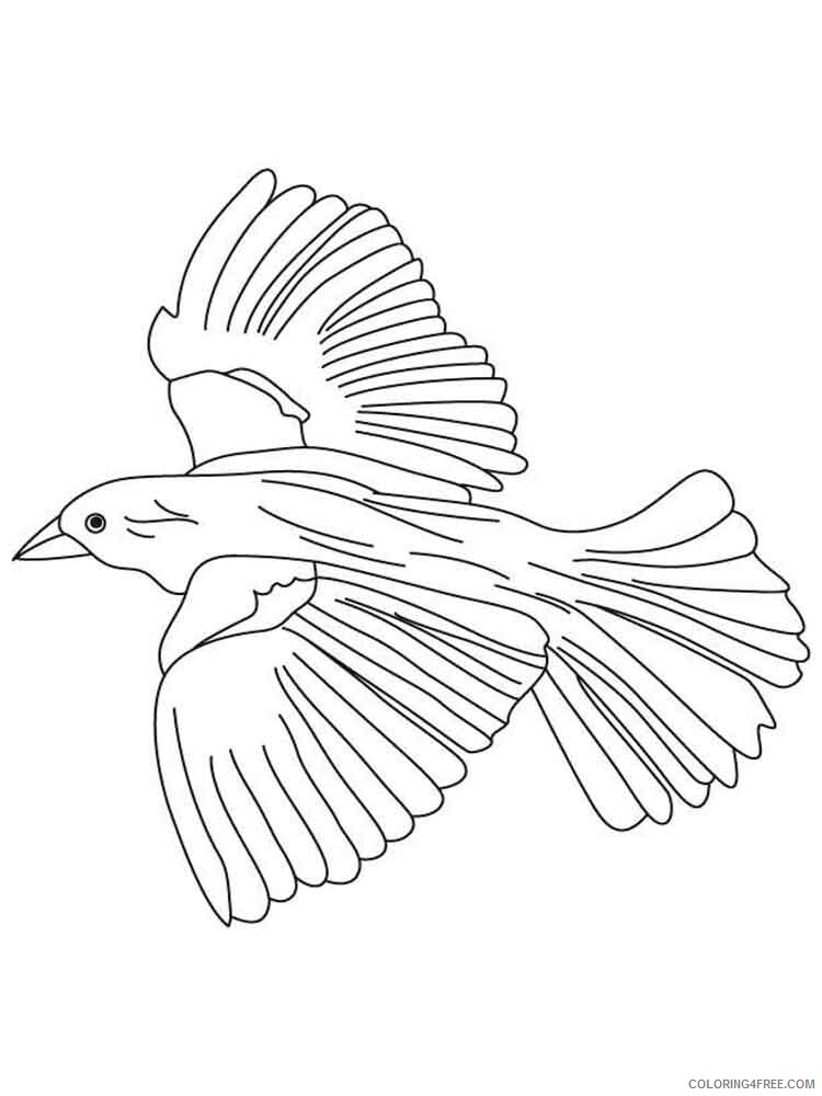 Blackbird Coloring Pages Animal Printable Sheets Blackbird birds 7 2021 0534 Coloring4free