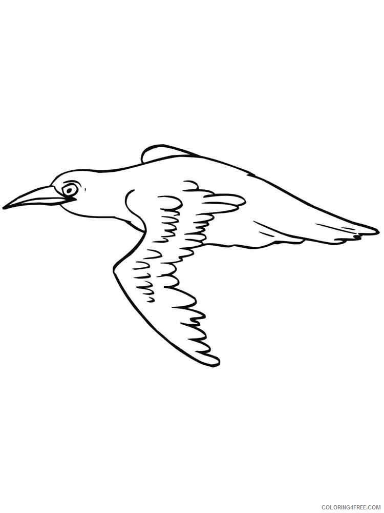 Blackbird Coloring Pages Animal Printable Sheets Blackbird birds 8 2021 0535 Coloring4free