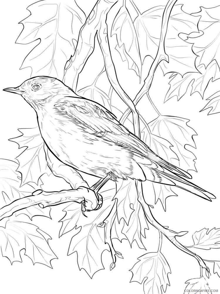 Bluebird Coloring Pages Animal Printable Sheets Bluebird birds 7 2021 0540 Coloring4free