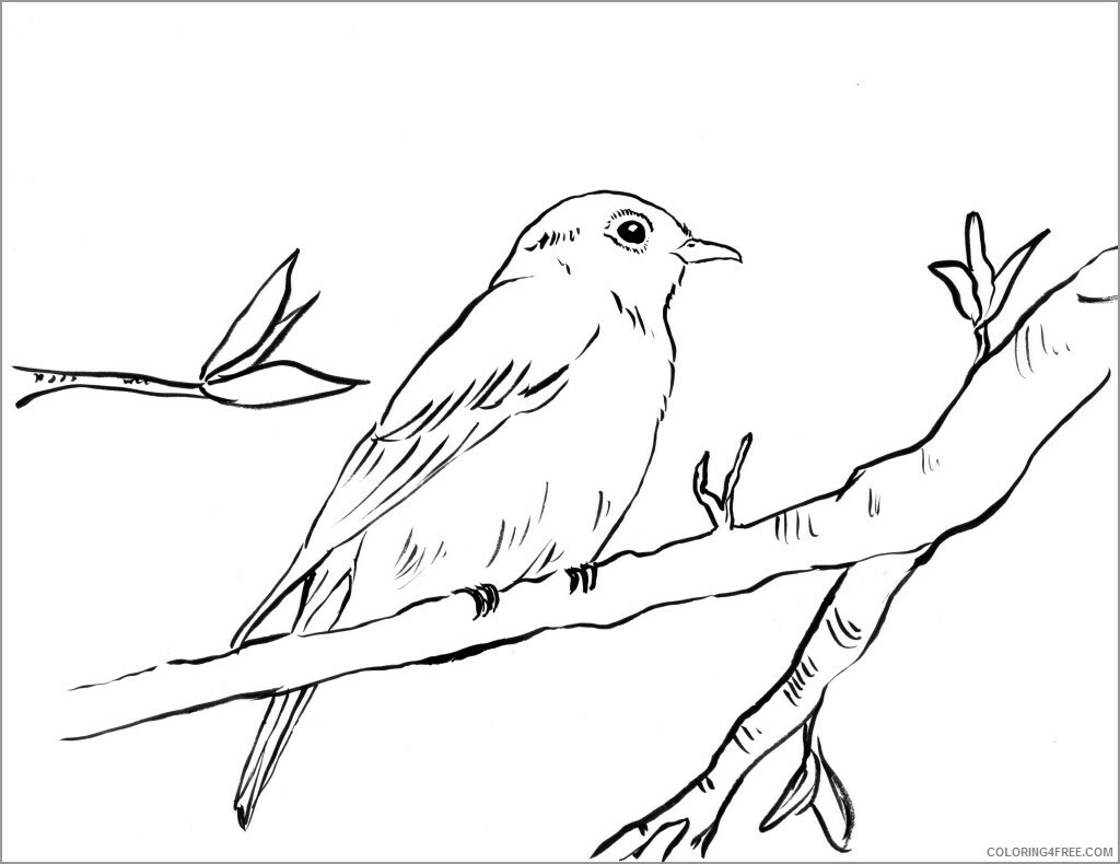 Bluebird Coloring Pages Animal Printable Sheets realistic eastern bluebird 2021 0543 Coloring4free