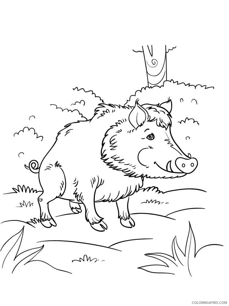 Boar Coloring Pages Animal Printable Sheets boar 11 2021 0557 Coloring4free