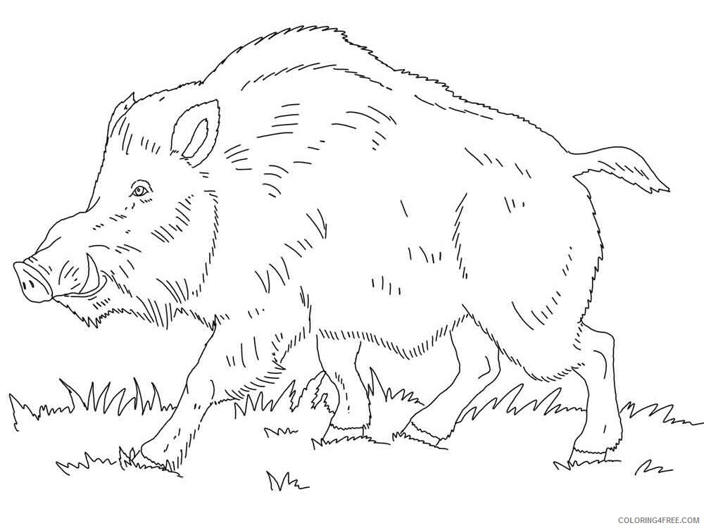 Boar Coloring Pages Animal Printable Sheets boar 6 2021 0559 Coloring4free