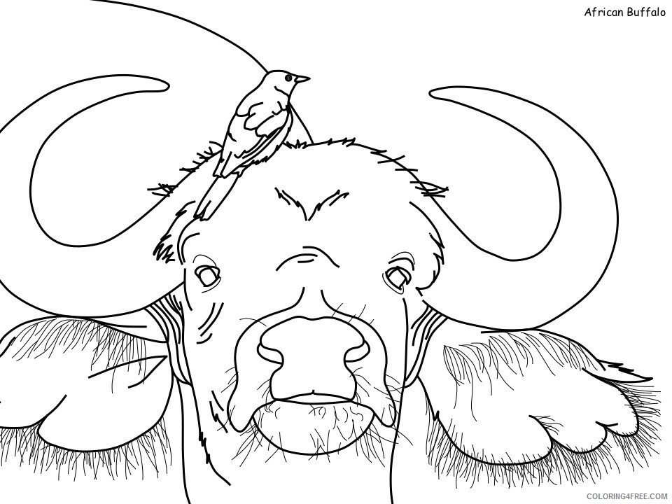 Buffalo Coloring Pages Animal Printable Sheets african buffalo 2021 0564 Coloring4free