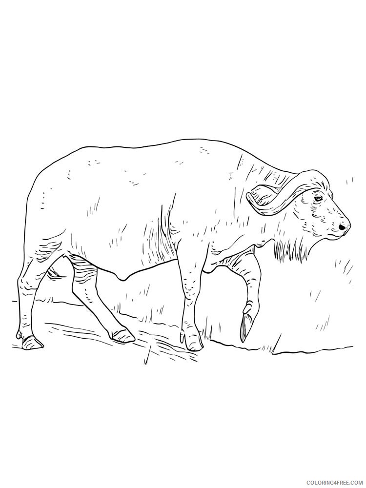 Buffalo Coloring Pages Animal Printable Sheets buffalo 11 2021 0569 Coloring4free