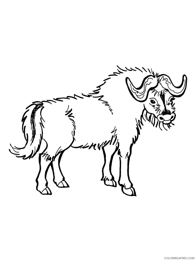 Buffalo Coloring Pages Animal Printable Sheets buffalo 12 2021 0570 Coloring4free