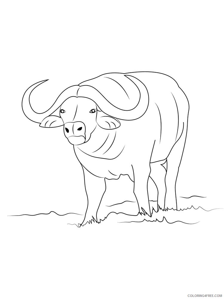 Buffalo Coloring Pages Animal Printable Sheets buffalo 13 2021 0571 Coloring4free