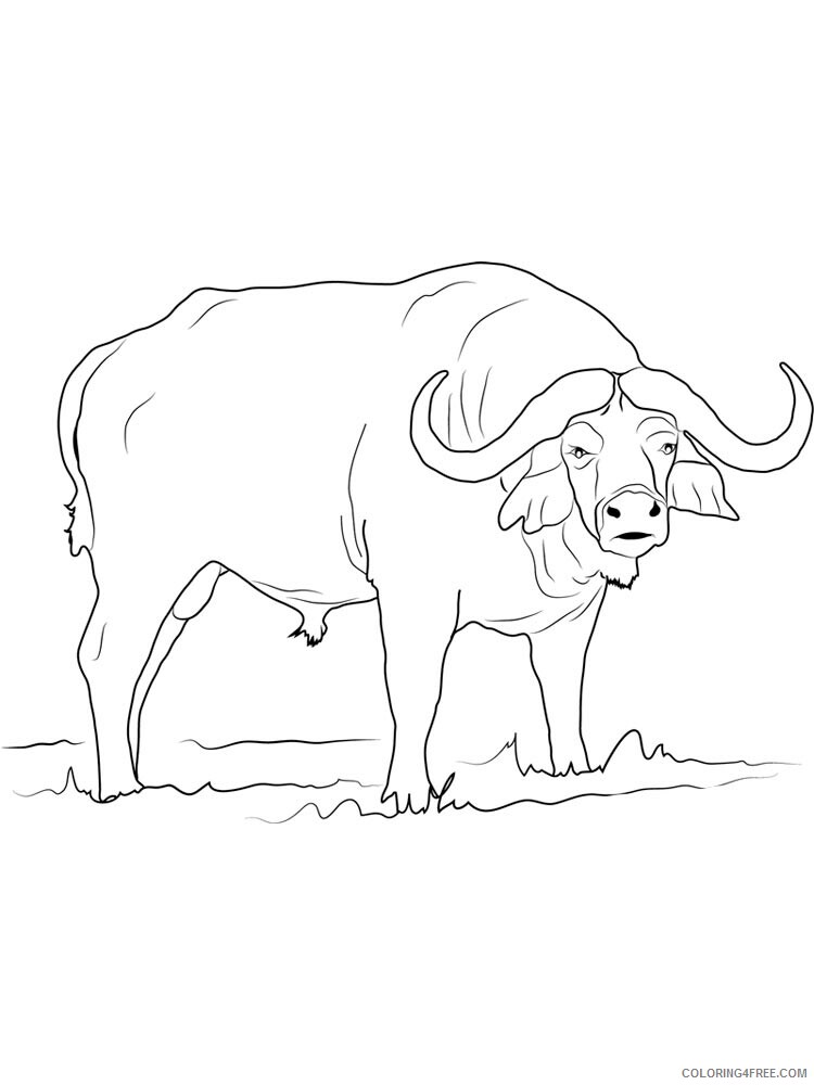 Buffalo Coloring Pages Animal Printable Sheets buffalo 16 2021 0573 Coloring4free