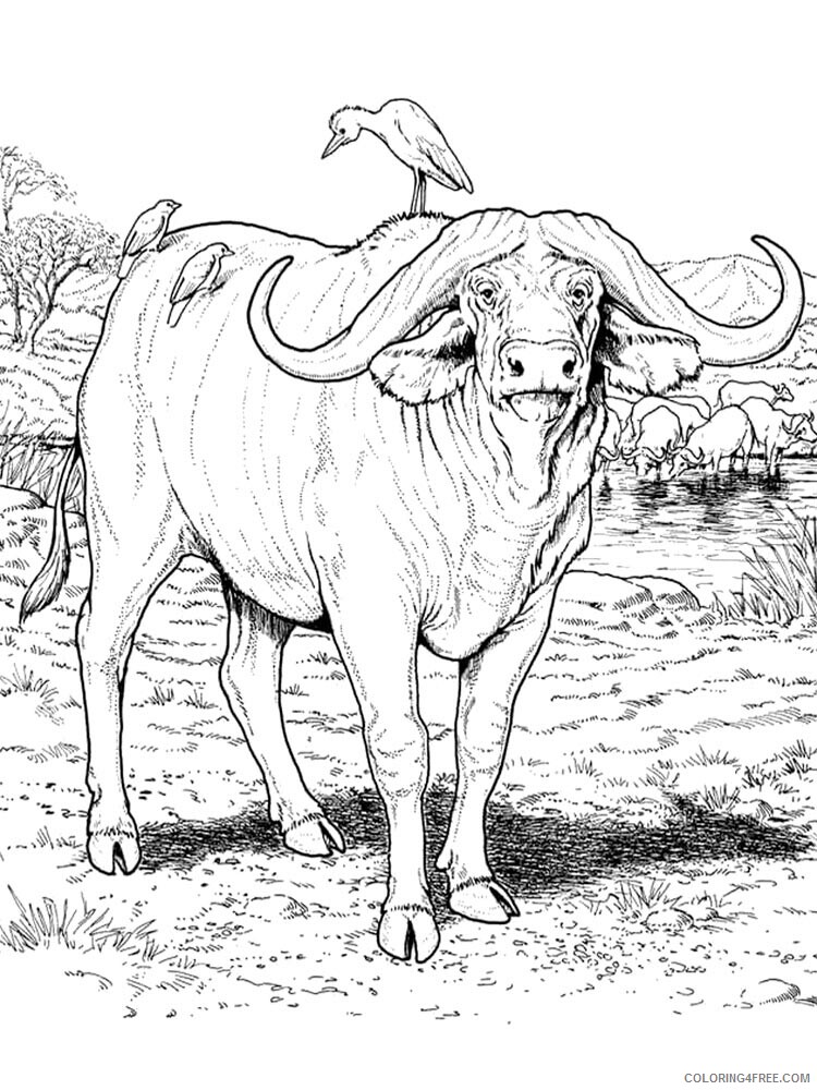 Buffalo Coloring Pages Animal Printable Sheets buffalo 6 2021 0580 Coloring4free