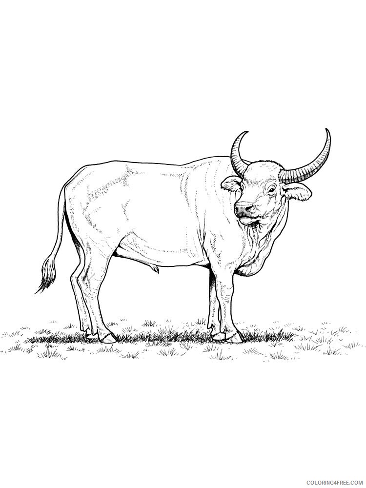 Bull Coloring Pages Animal Printable Sheets bull 4 2021 0605 Coloring4free