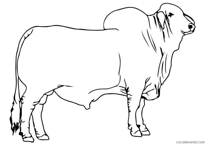 Bull Coloring Sheets Animal Coloring Pages Printable 2021 0518 Coloring4free