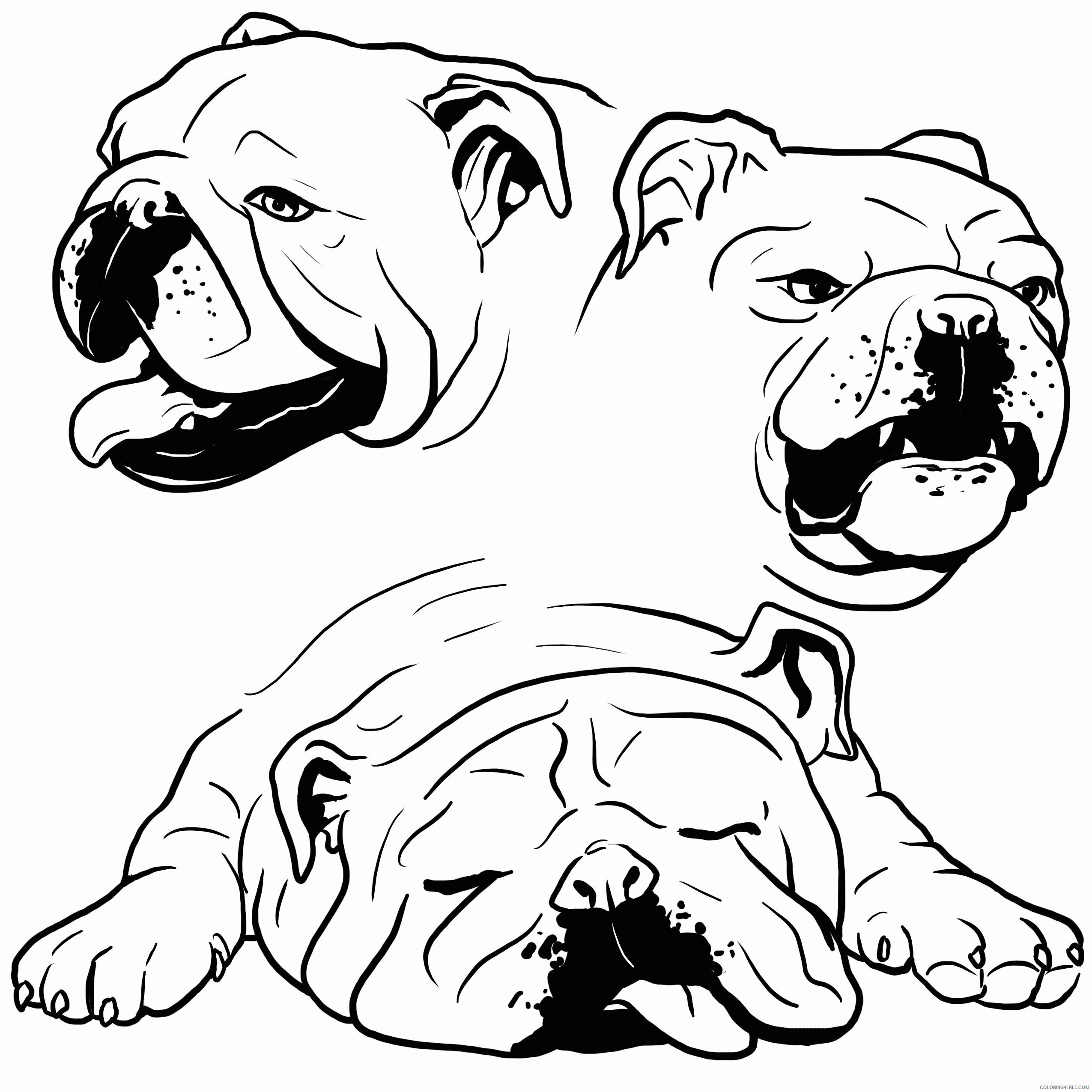 Bulldog Coloring Pages Animal Printable Sheets Cute Bulldog Portraits for 2021 0623 Coloring4free
