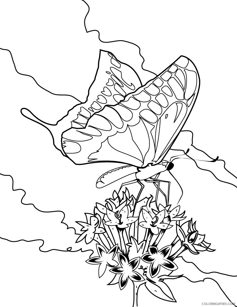 Butterfly Coloring Pages Animal Printable Sheets Butterflies 2021 0698 Coloring4free