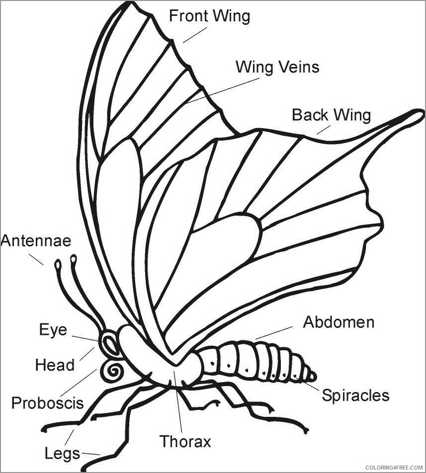 Butterfly Coloring Pages Animal Printable Sheets butterfly body parts 2021 0650 Coloring4free