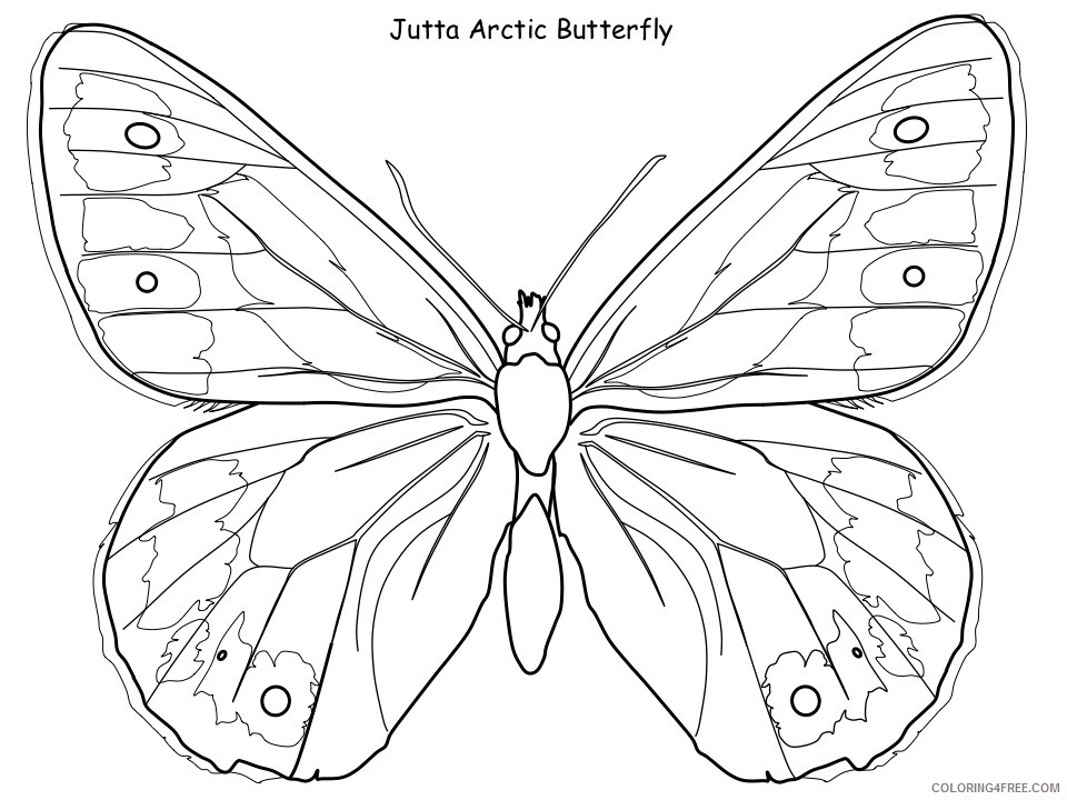 Butterfly Coloring Pages Animal Printable Sheets jutta butterfly 2021 0706 Coloring4free