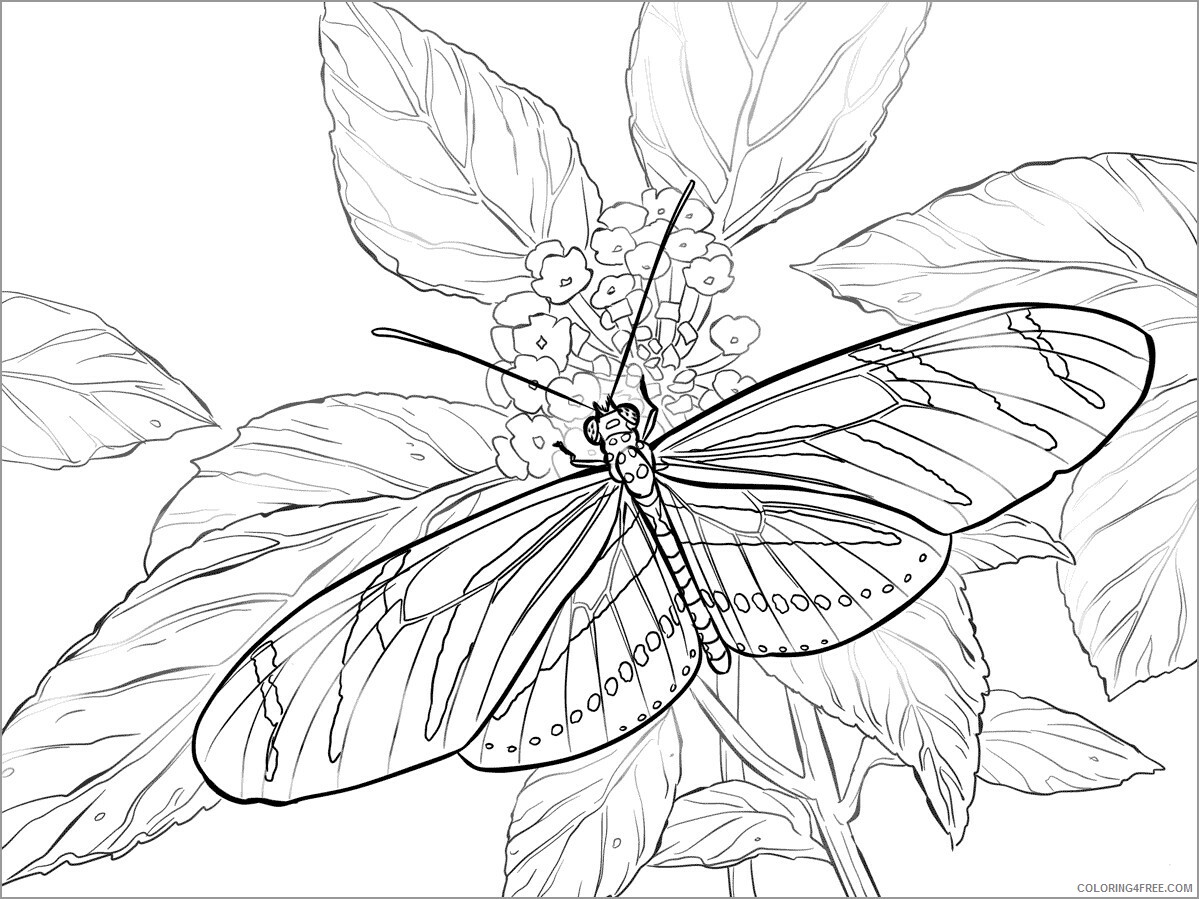 Butterfly Coloring Pages Animal Printable Sheets zebra longwing butterfly 2021 Coloring4free