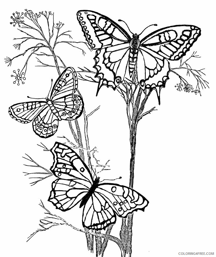 Butterfly Coloring Sheets Animal Coloring Pages Printable 2021 0616 Coloring4free