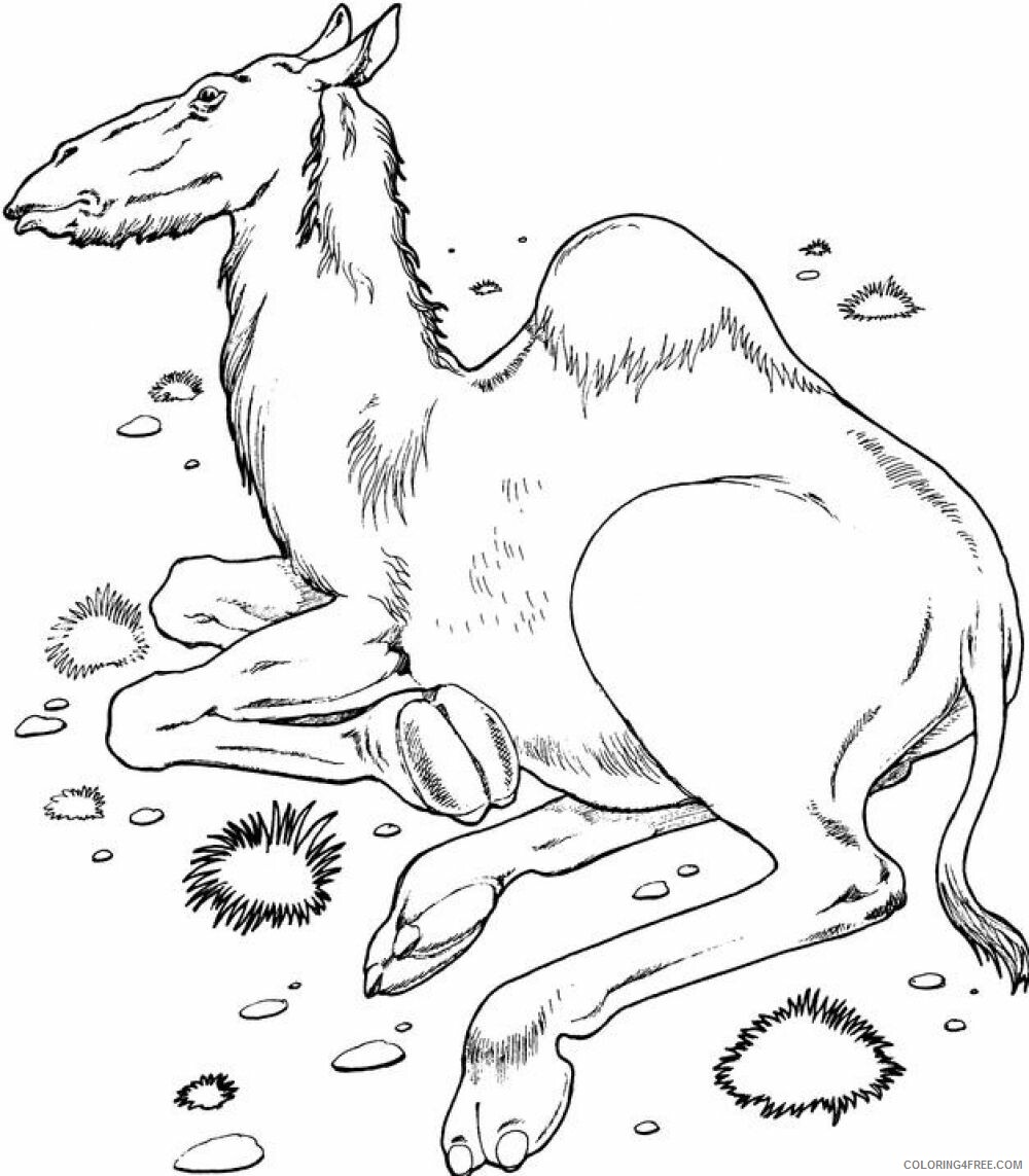 Camel Coloring Pages Animal Printable Sheets Camel 2021 0758 Coloring4free