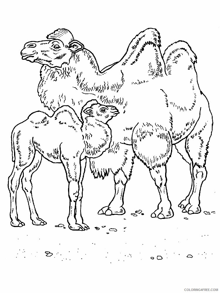 Camel Coloring Pages Animal Printable Sheets Camel animal 336 2021 0737 Coloring4free