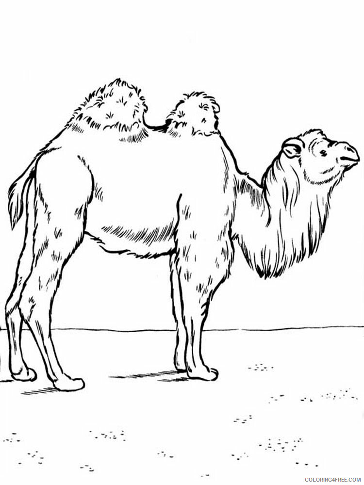 Camel Coloring Pages Animal Printable Sheets Camel animal 339 2021 0739 Coloring4free