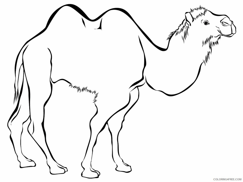 Camel Coloring Pages Animal Printable Sheets Camel animal 346 2021 0743 Coloring4free