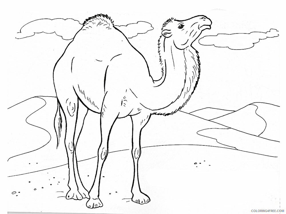 Camel Coloring Pages Animal Printable Sheets Camel animal 347 2021 0744 Coloring4free