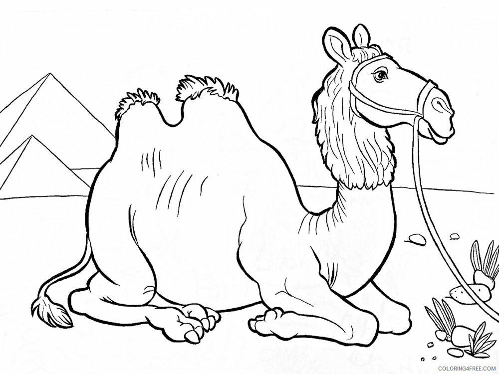 Camel Coloring Pages Animal Printable Sheets Camel animal 351 2021 0748 Coloring4free