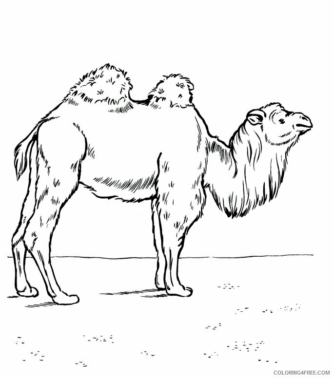 Camel Coloring Pages Animal Printable Sheets Camel for Kids 2021 0751 Coloring4free