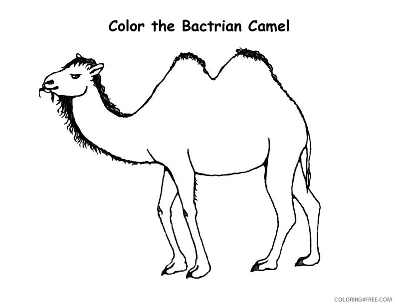 Camel Coloring Pages Animal Printable Sheets Color of Camel 2021 0760 Coloring4free