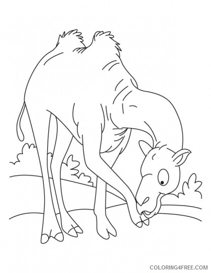 Camel Coloring Pages Animal Printable Sheets Free Camel 2021 0763 Coloring4free