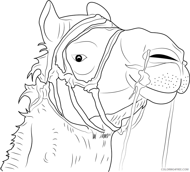 Camel Coloring Pages Animal Printable Sheets face of camel 2021 0722 Coloring4free
