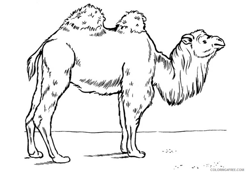 Camel Coloring Sheets Animal Coloring Pages Printable 2021 0651 Coloring4free