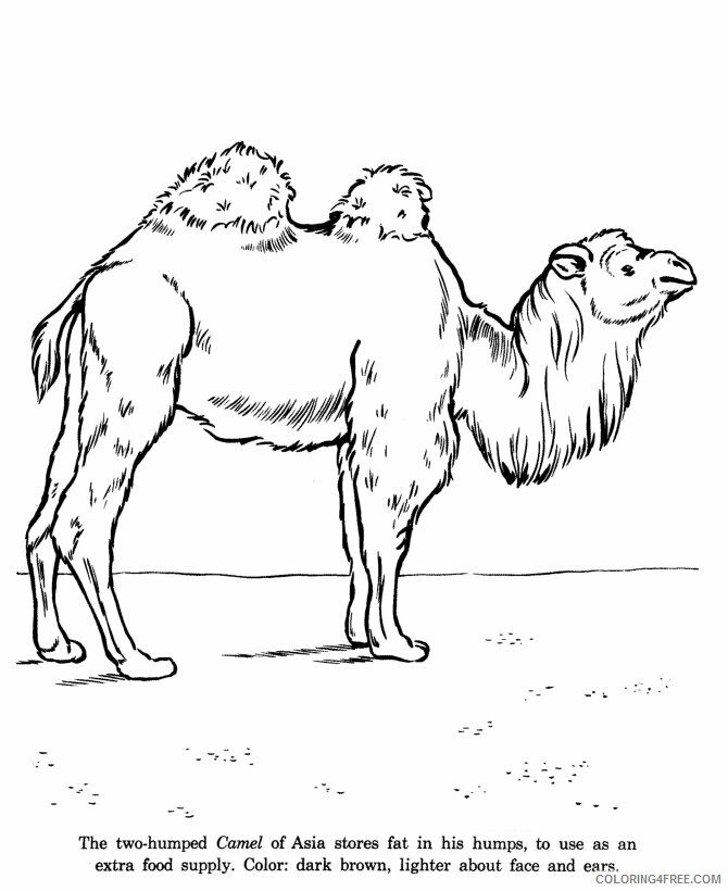 Camel Coloring Sheets Animal Coloring Pages Printable 2021 0679 Coloring4free