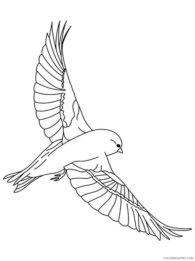 Canary Coloring Pages Animal Printable Sheets Canary birds 4 2021 0768 Coloring4free