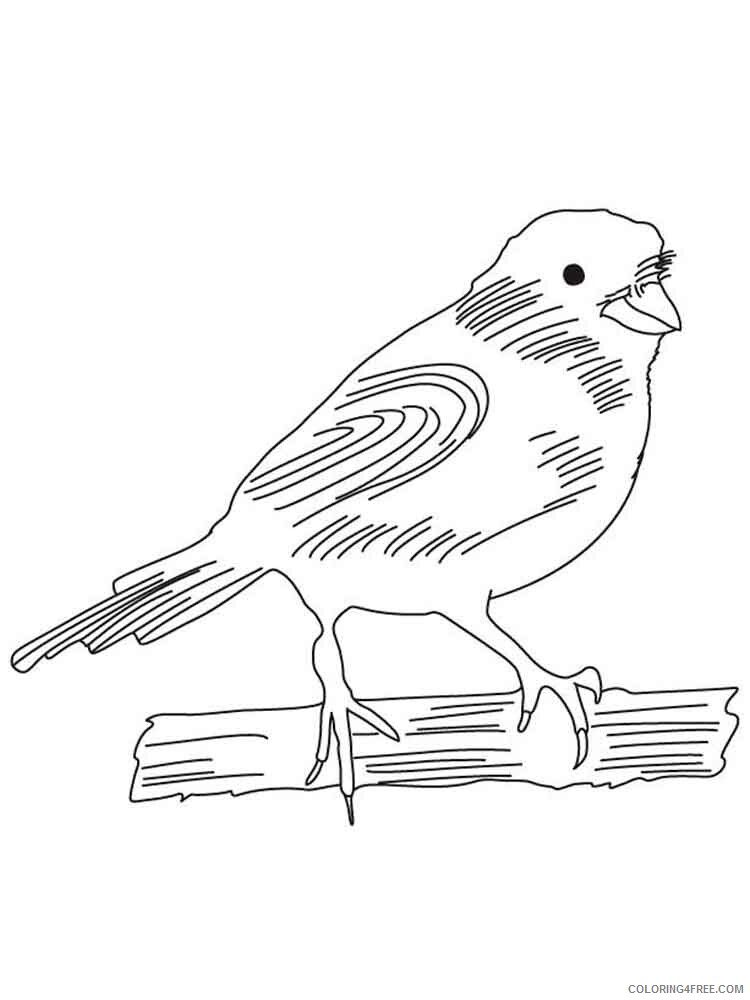 Canary Coloring Pages Animal Printable Sheets Canary birds 6 2021 0769 Coloring4free