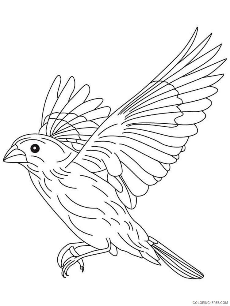 Canary Coloring Pages Animal Printable Sheets Canary birds 9 2021 0770 Coloring4free