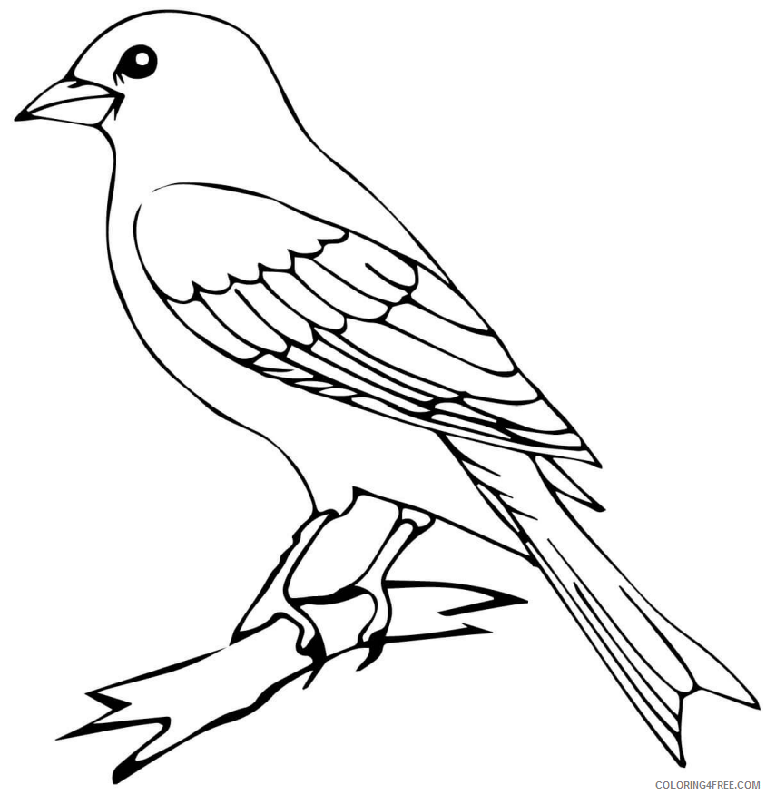 Canary Coloring Pages Animal Printable Sheets canary bird 2021 0766 Coloring4free