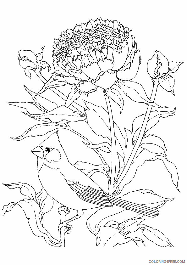 Cardinal Coloring Sheets Animal Coloring Pages Printable 2021 0702 Coloring4free