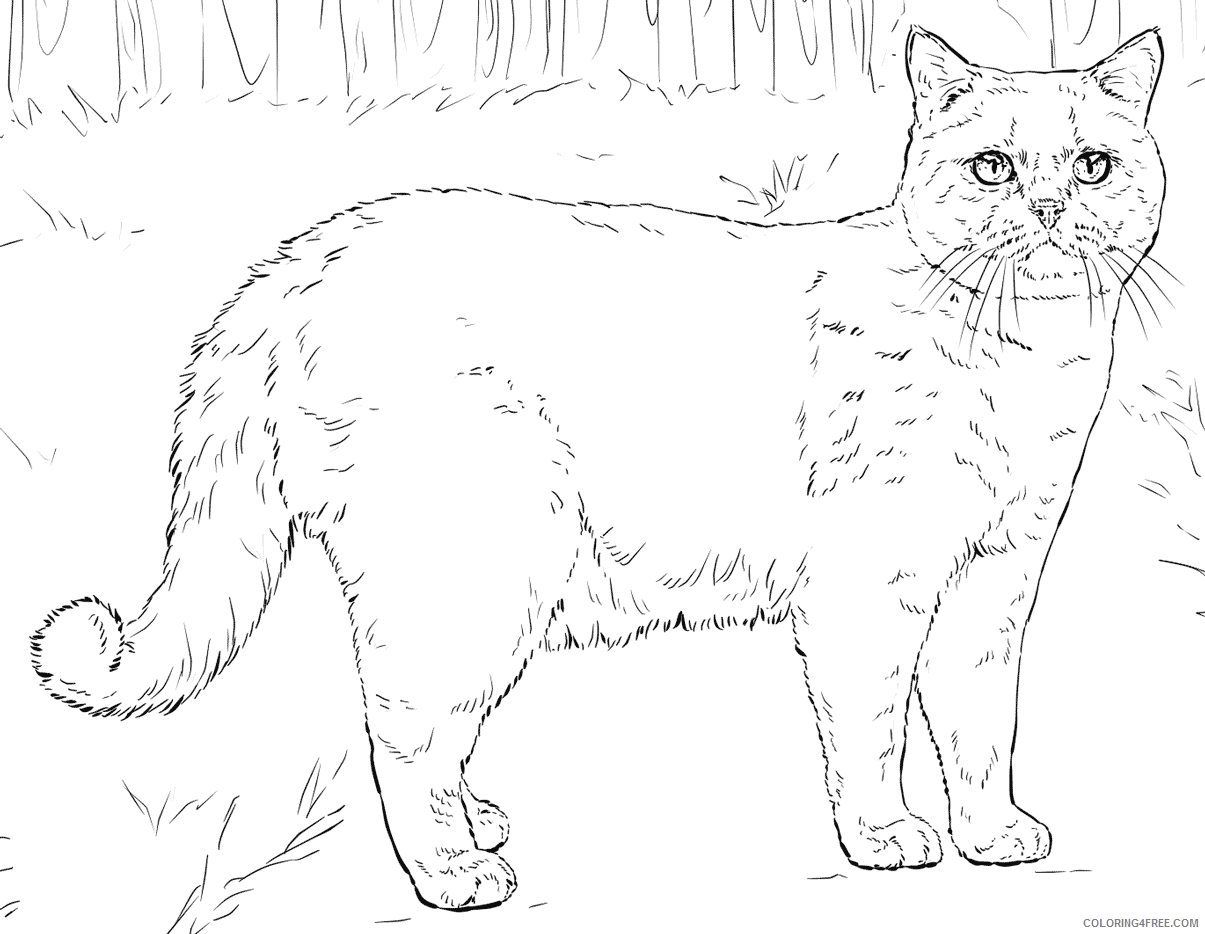 Cat Coloring Pages Animal Printable Sheets Realistic Cat 2021 0890 Coloring4free