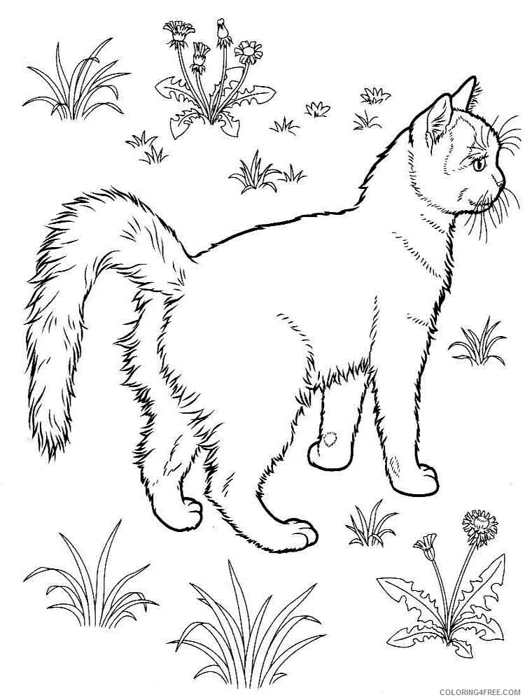 Cat Coloring Pages Animal Printable Sheets animals cats 15 2021 0845 Coloring4free