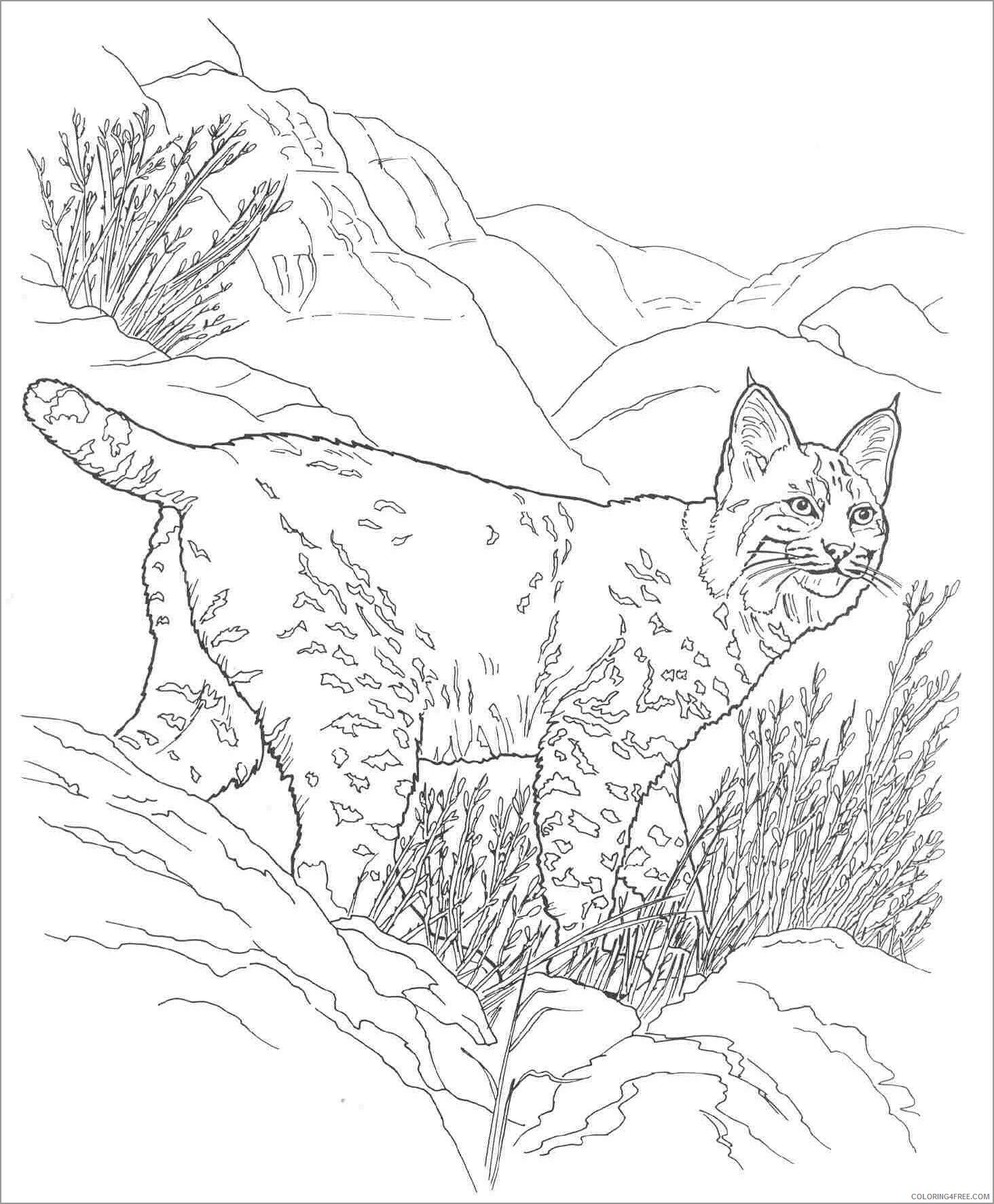 Cat Coloring Pages Animal Printable Sheets bobcat desert animals 2021 0789 Coloring4free