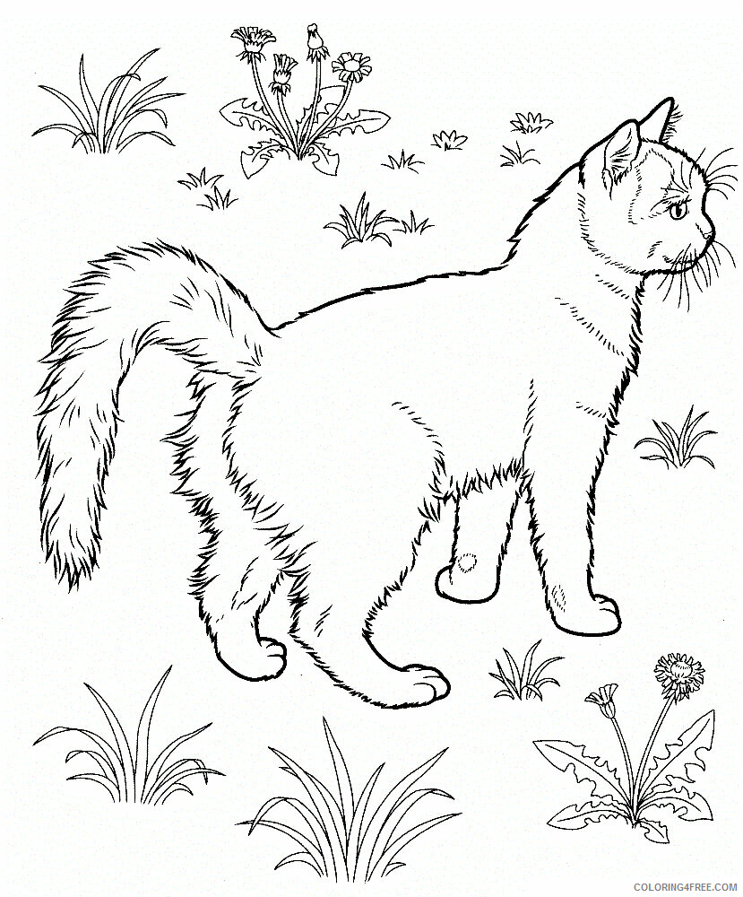 Cat Coloring Pages Animal Printable Sheets of a Cat 2021 0840 Coloring4free