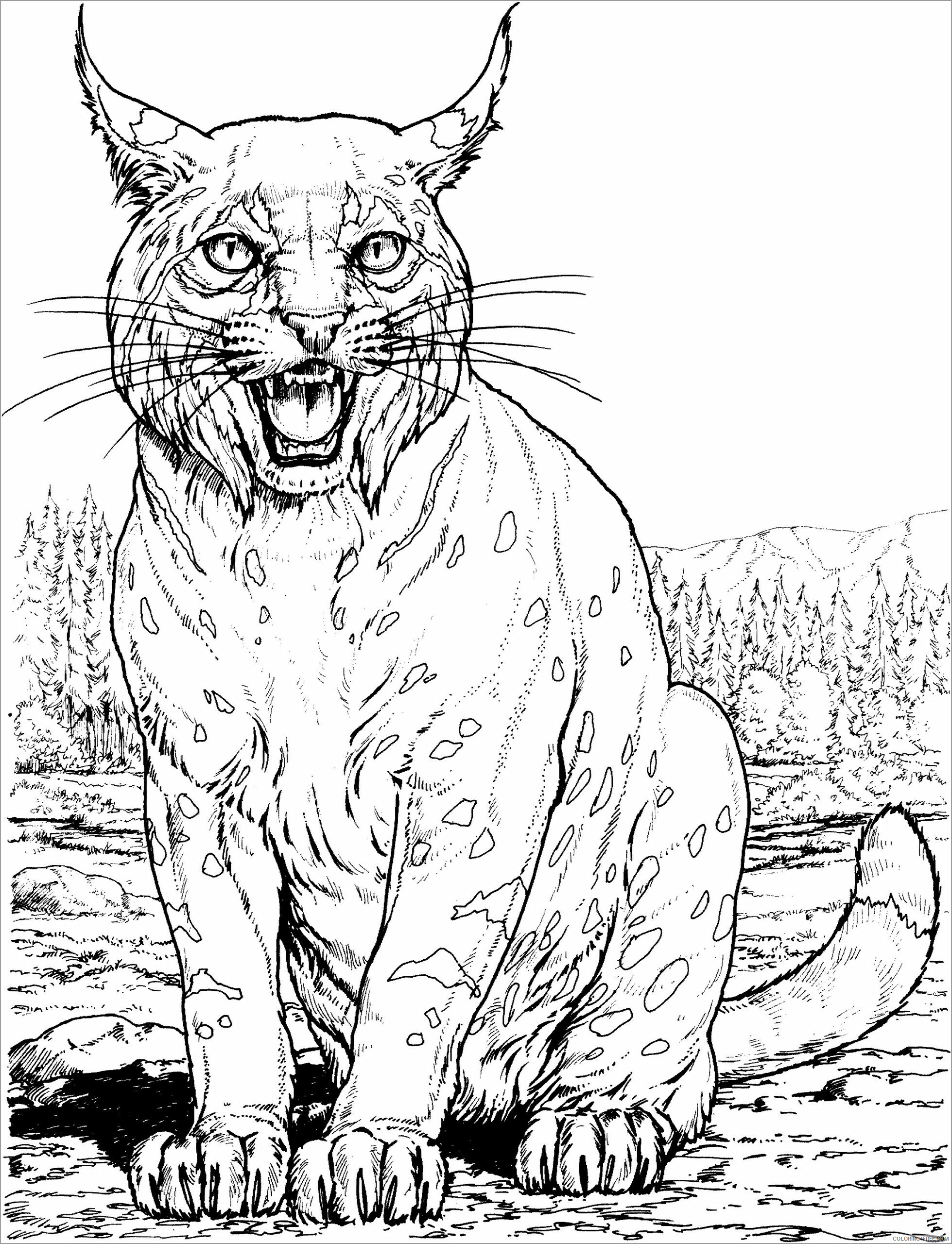 Cat Coloring Pages Animal Printable Sheets realistic lynx big cat 2021 0891 Coloring4free