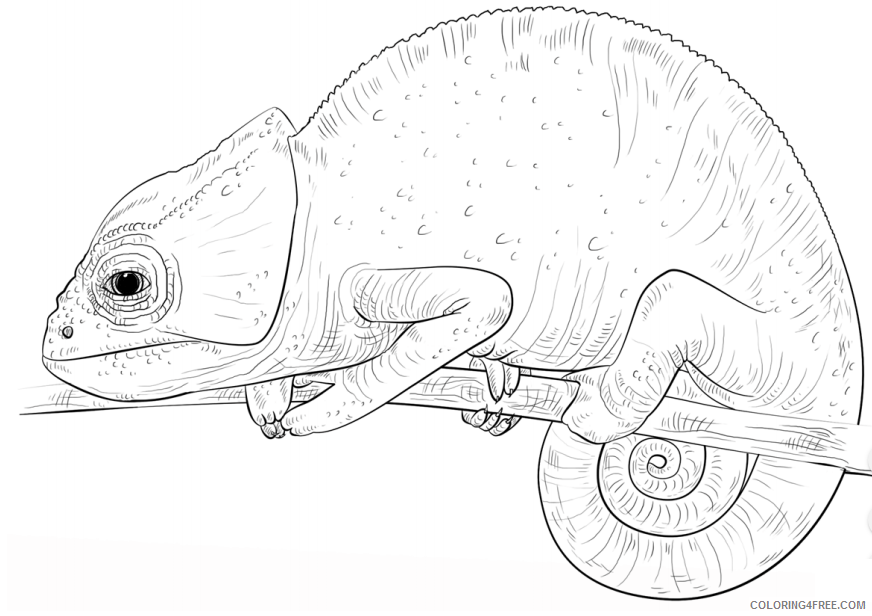 Chameleon Coloring Pages Animal Printable Sheets 2021 0955 Coloring4free