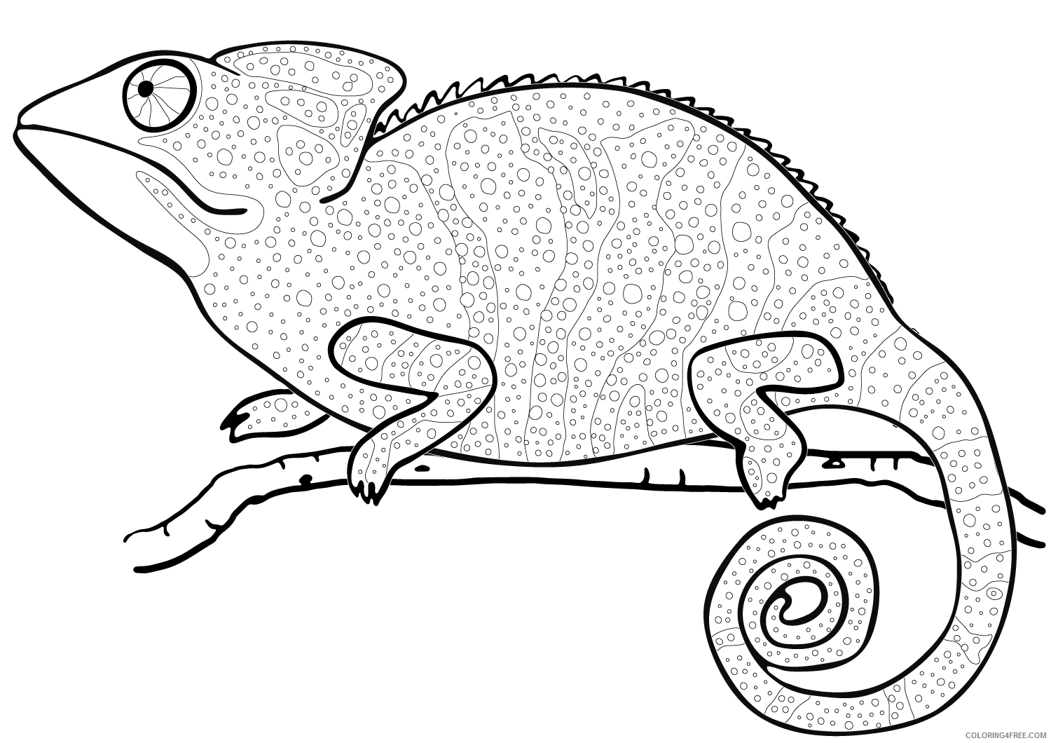 Chameleon Coloring Pages Animal Printable Sheets Chameleon 2021 0963 Coloring4free