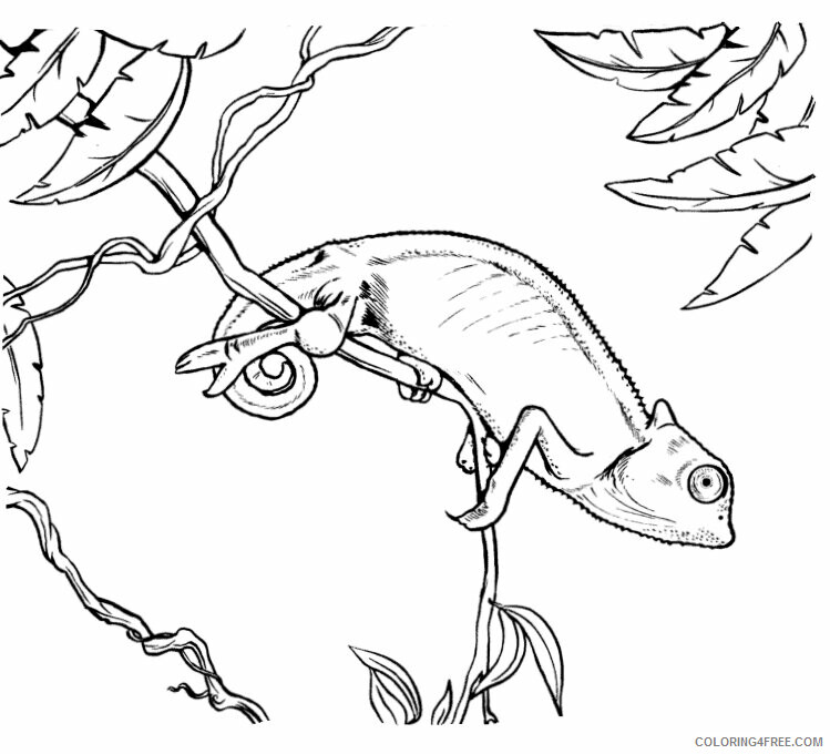 Chameleon Coloring Pages Animal Printable Sheets Chameleon in a Tree 2021 0992 Coloring4free