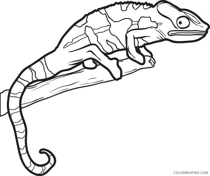 Chameleon Coloring Pages Animal Printable Sheets Print Chameleon 2021 0998 Coloring4free